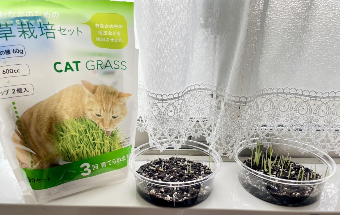 猫草栽培