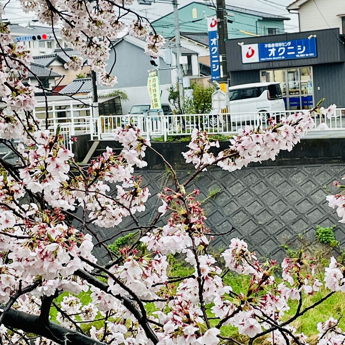 雨の日の桜