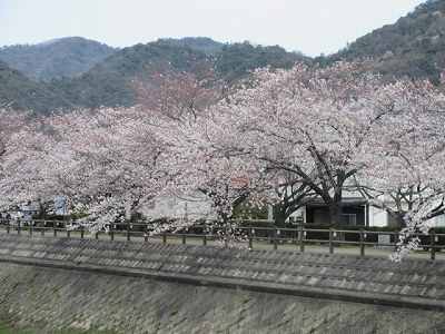 袋川の桜