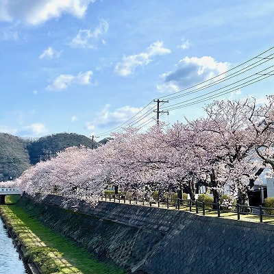 🌸 絶賛 咲き誇り中 🌸