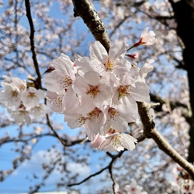 🌸 絶賛 咲き誇り中 🌸