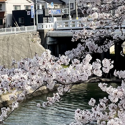 🌸 絶賛 咲き誇り中 🌸
