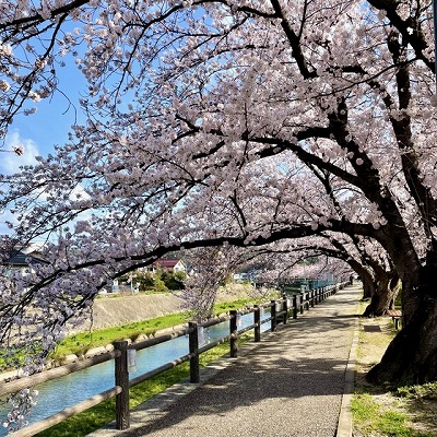 🌸 絶賛 咲き誇り中 🌸