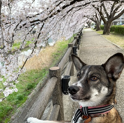 🌸 絶賛 咲き誇り中 🌸