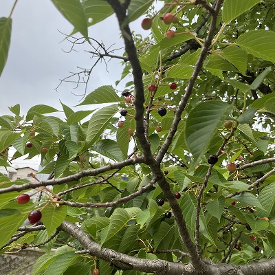 桜の実