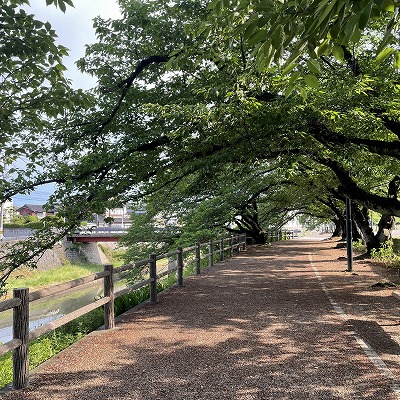 桜の実