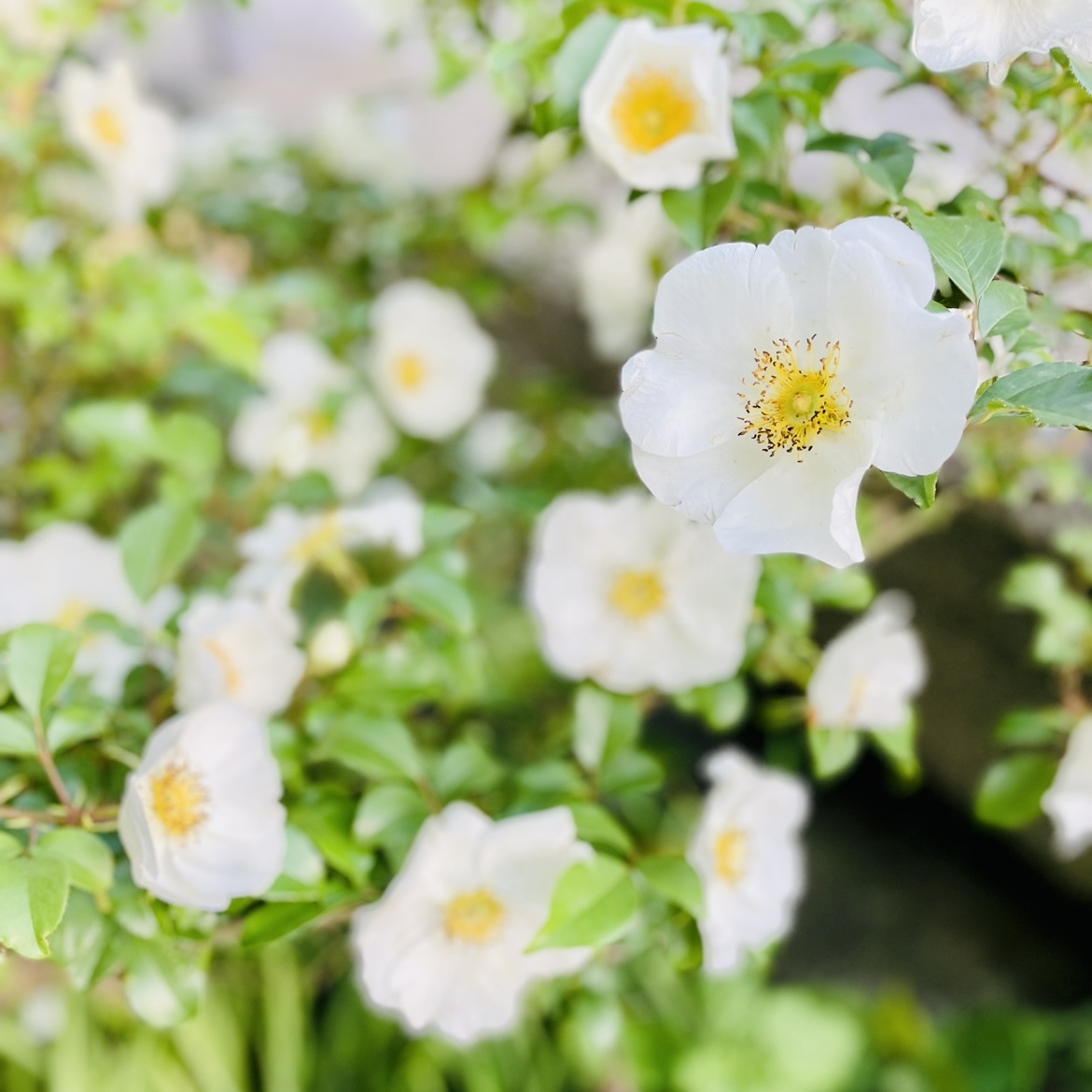 【ゴールデンウィーク休業のお知らせ】と袋川土手の花々