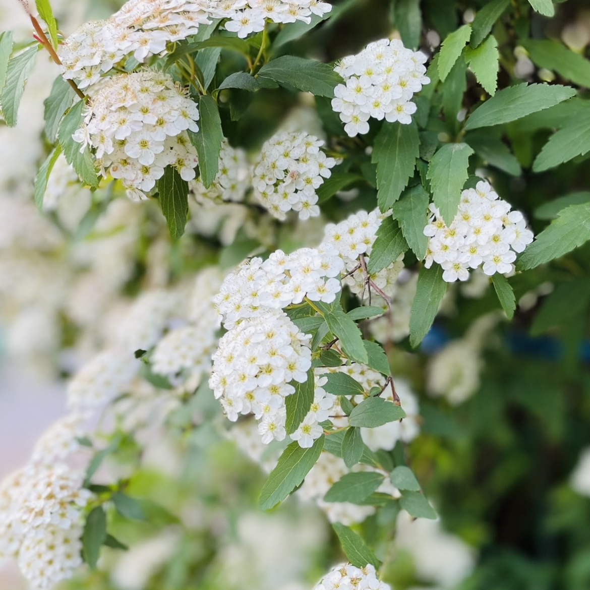 【ゴールデンウィーク休業のお知らせ】と袋川土手の花々