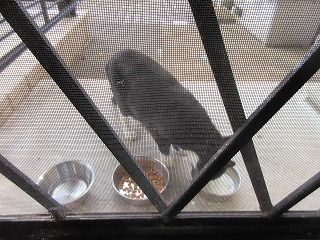TNRのハチワレちゃん