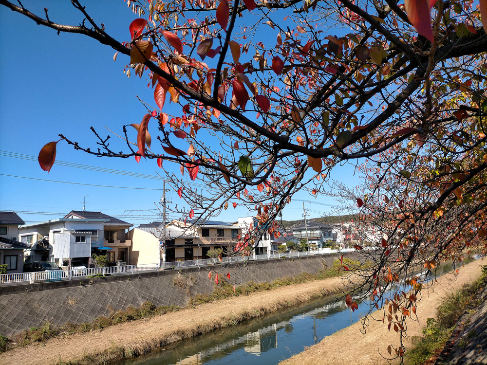 大山で初冠雪