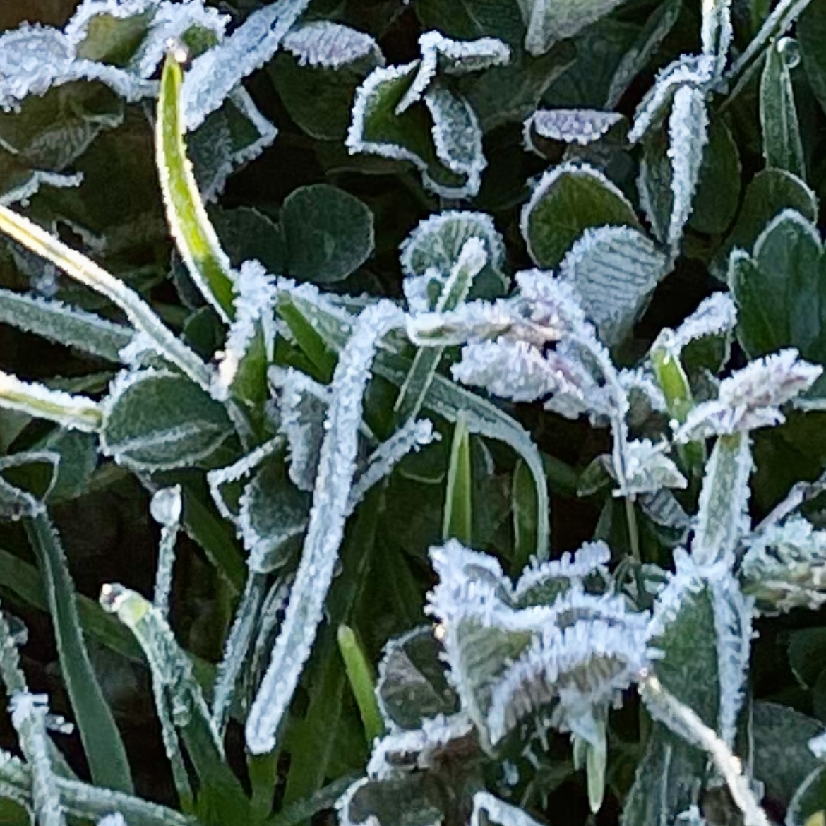 －1.2℃ の朝
