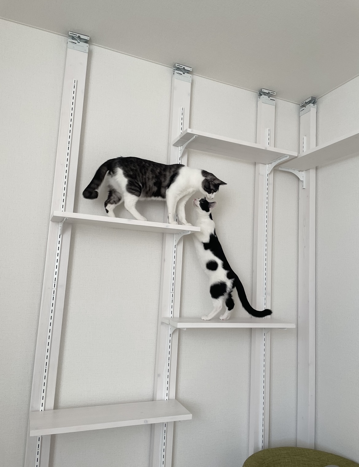 キャットウォーク完成