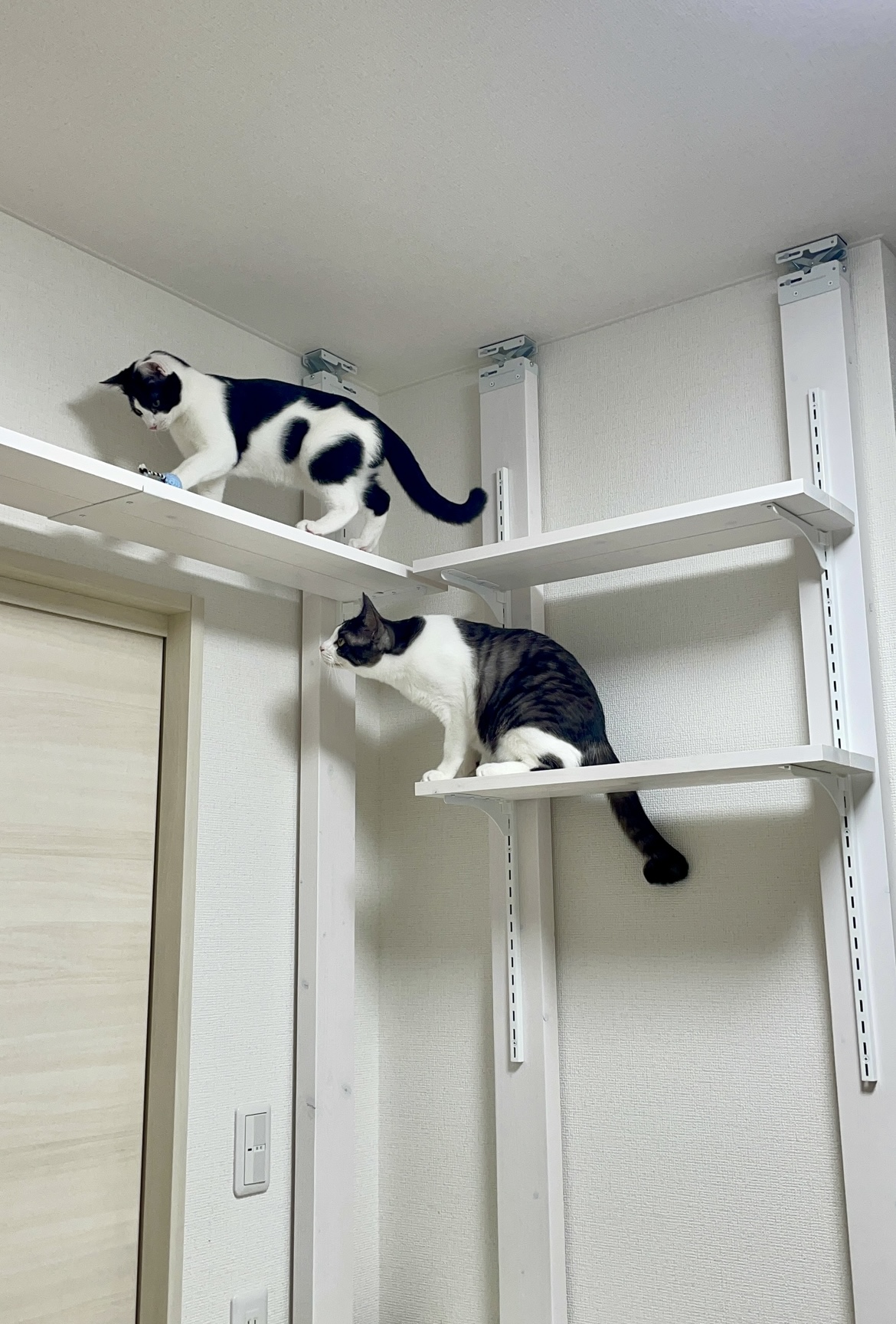キャットウォーク完成