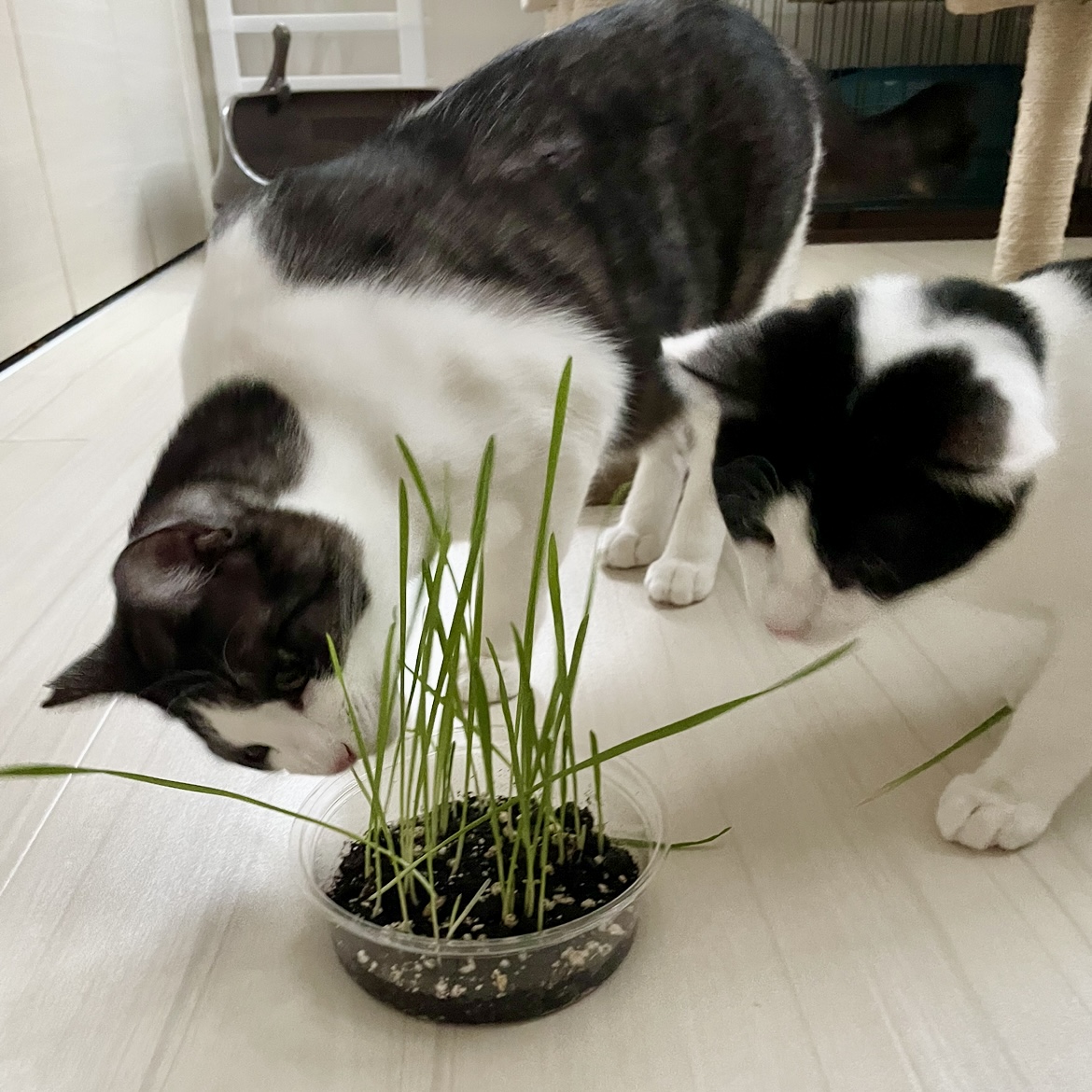 猫草栽培