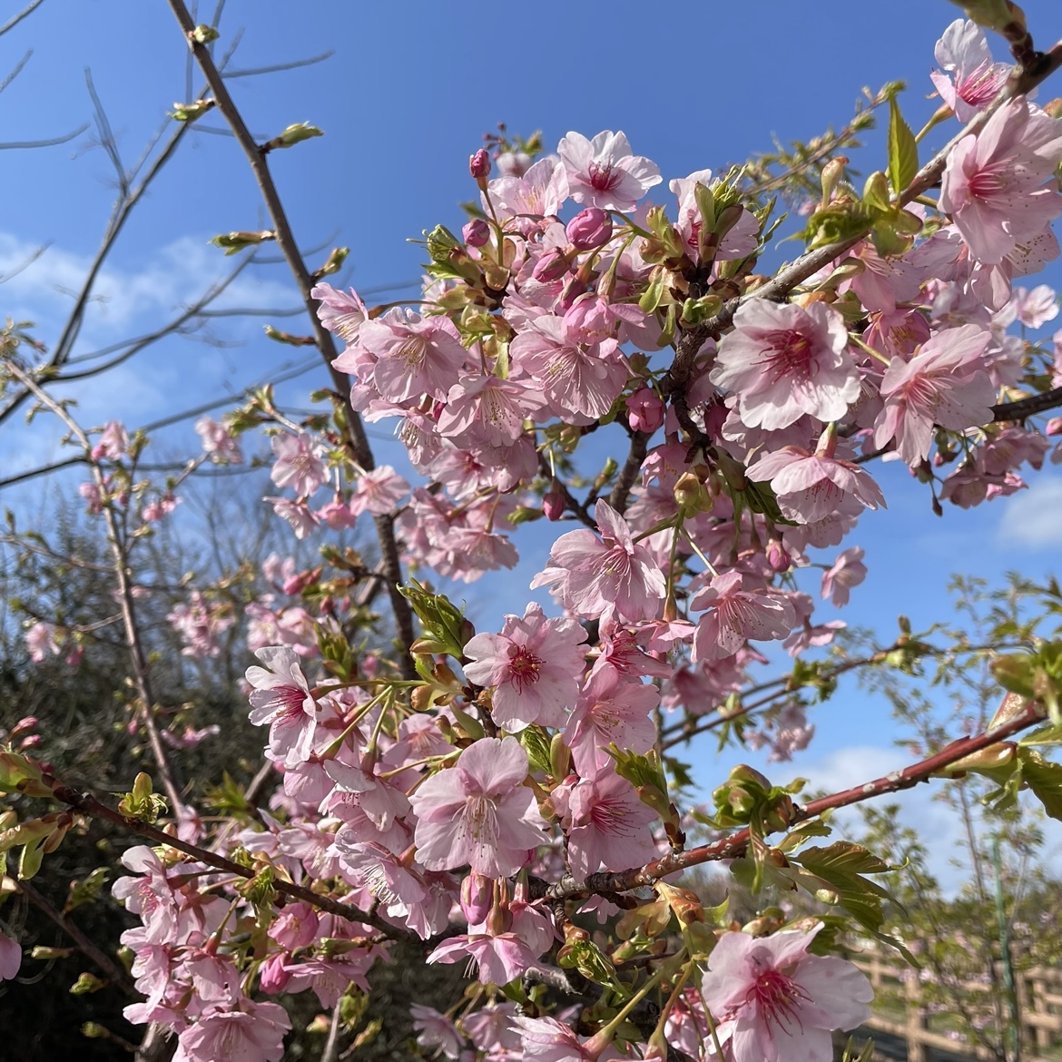 ３月です