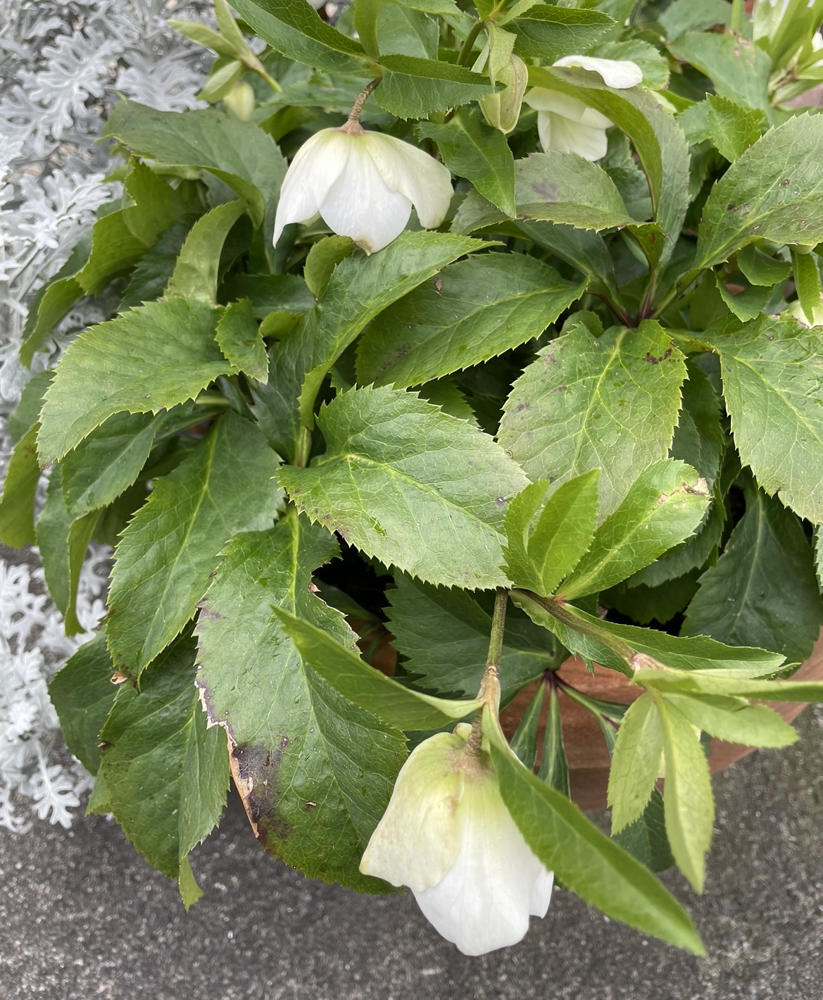 ３月です