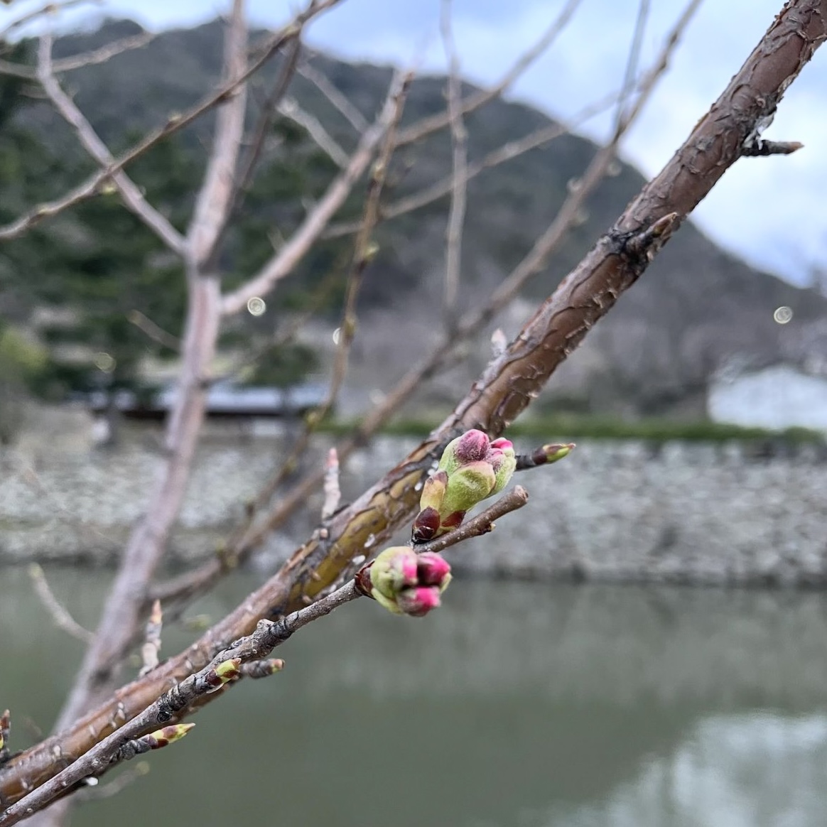 色づいてきました