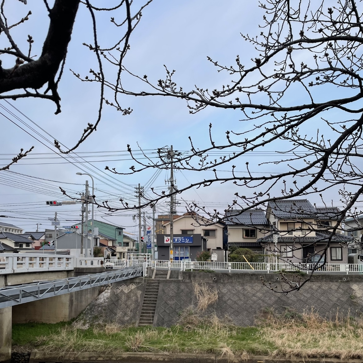 色づいてきました