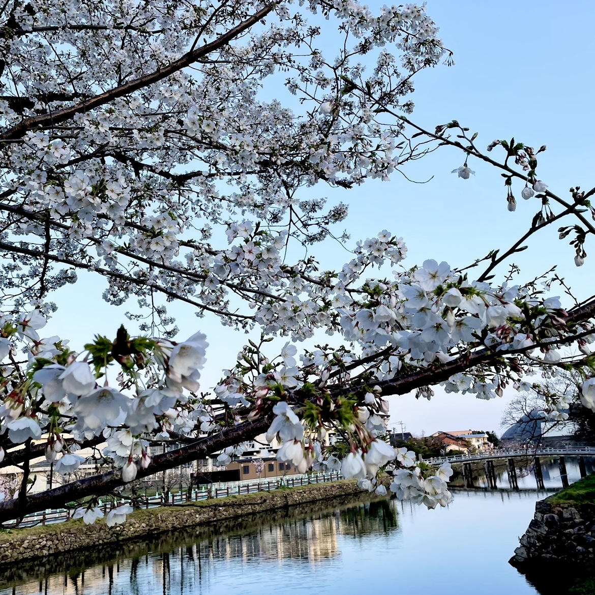 咲き始めました🌸