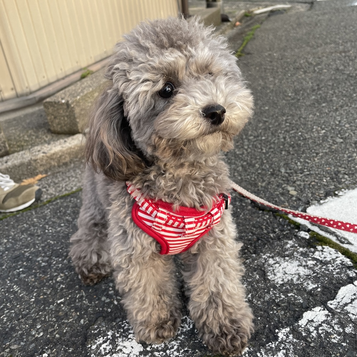 可愛さ無限大