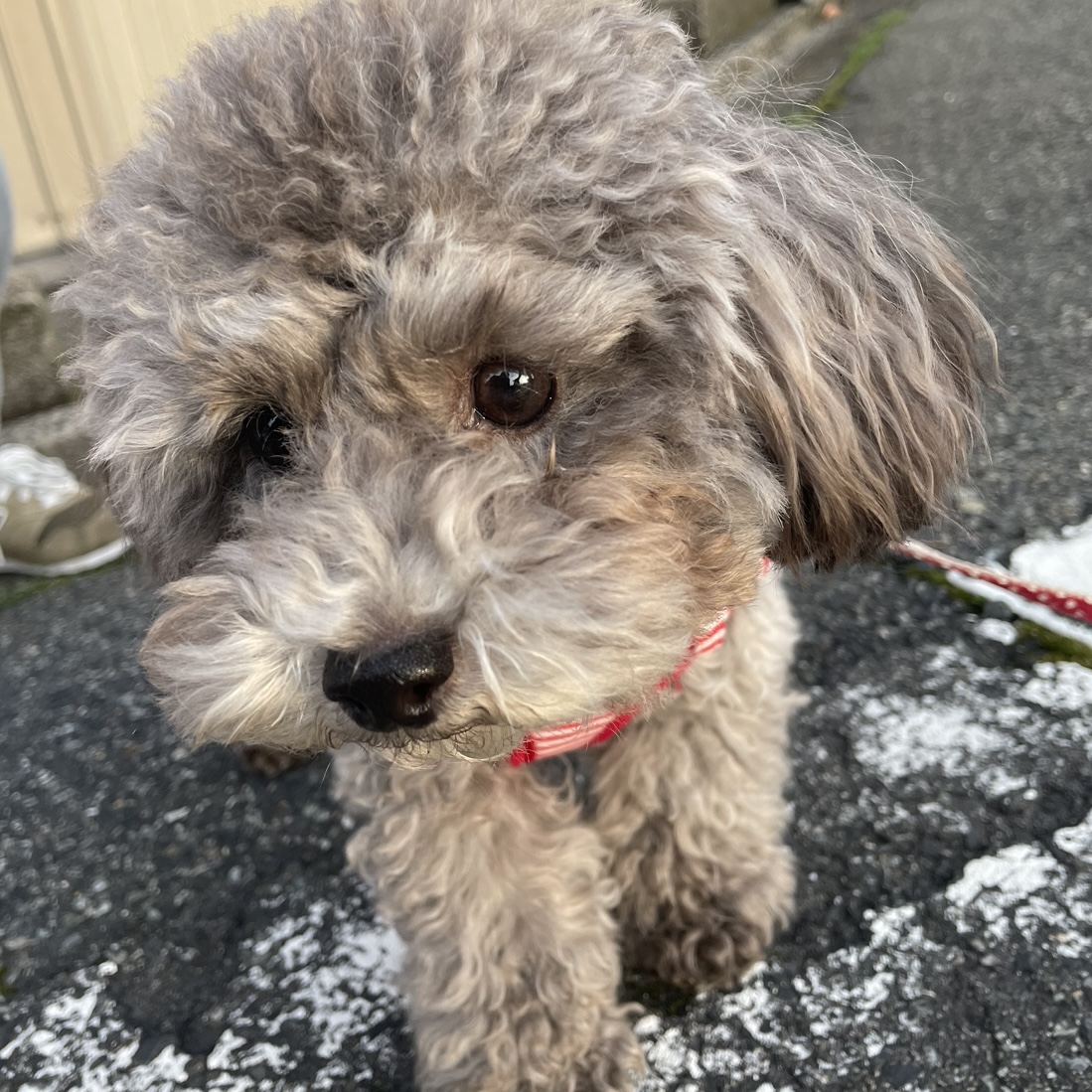 可愛さ無限大
