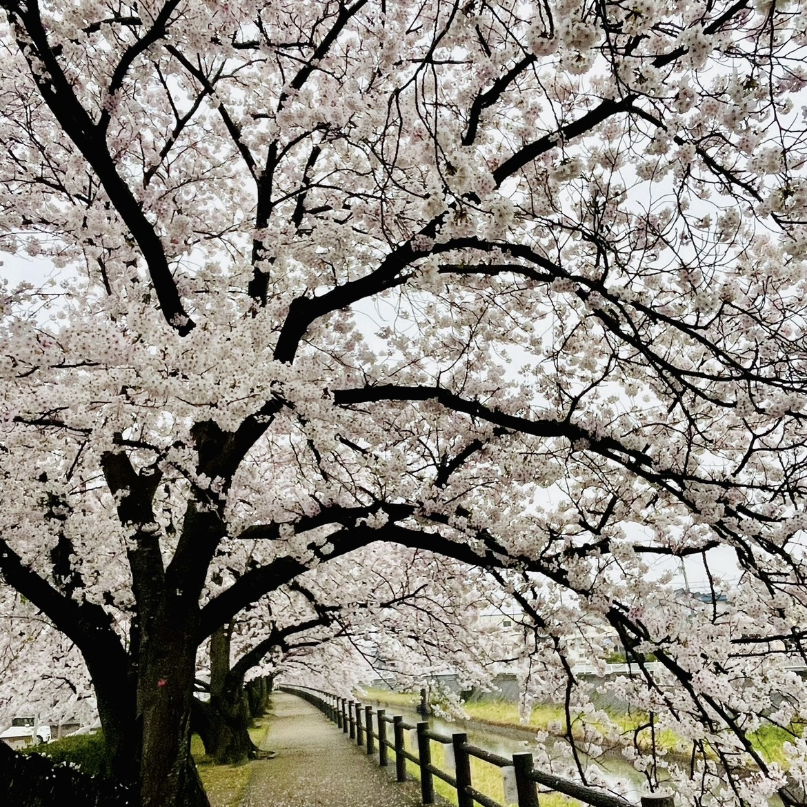 雨の日の桜
