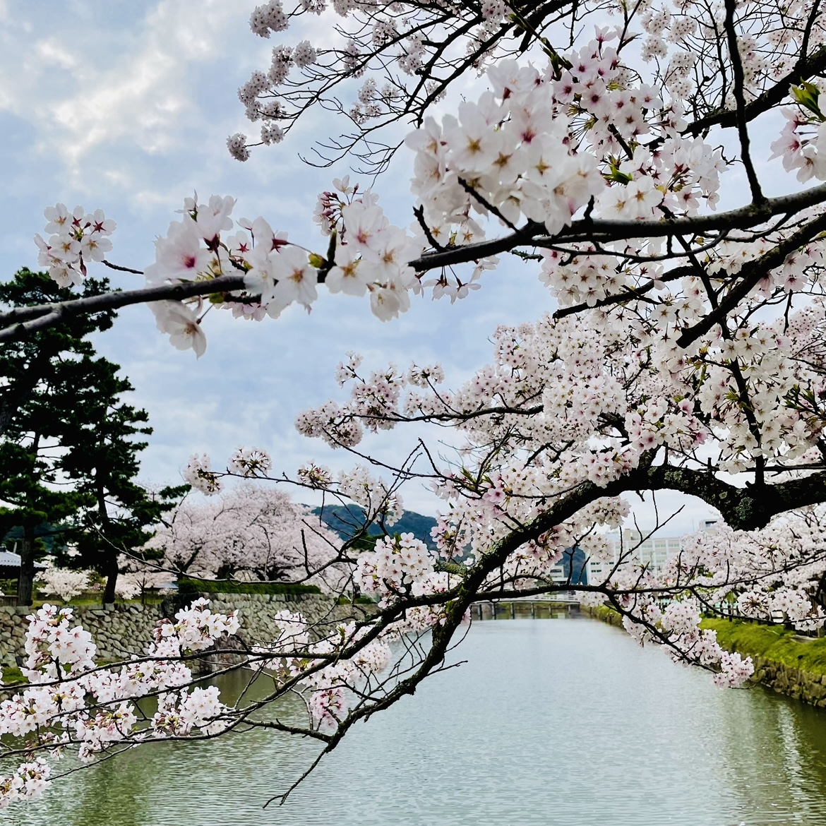 雨の日の桜