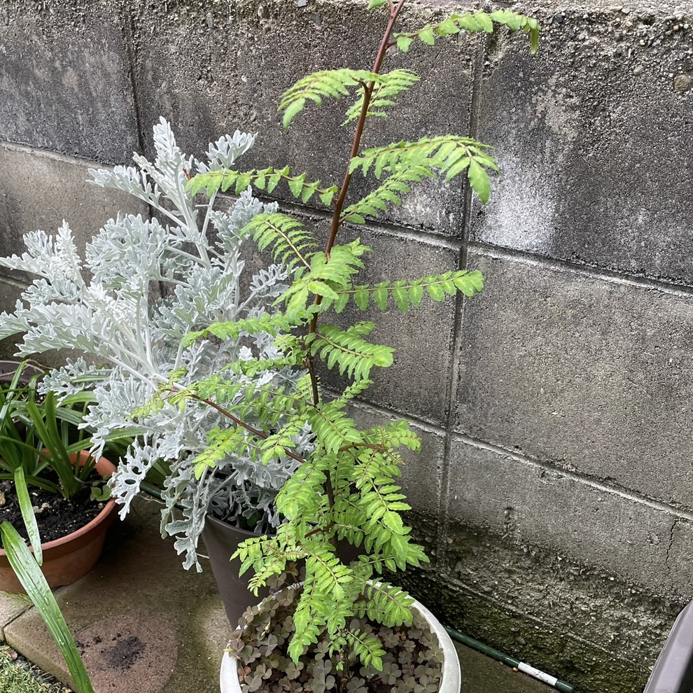 今年もいただきました(^^)♪