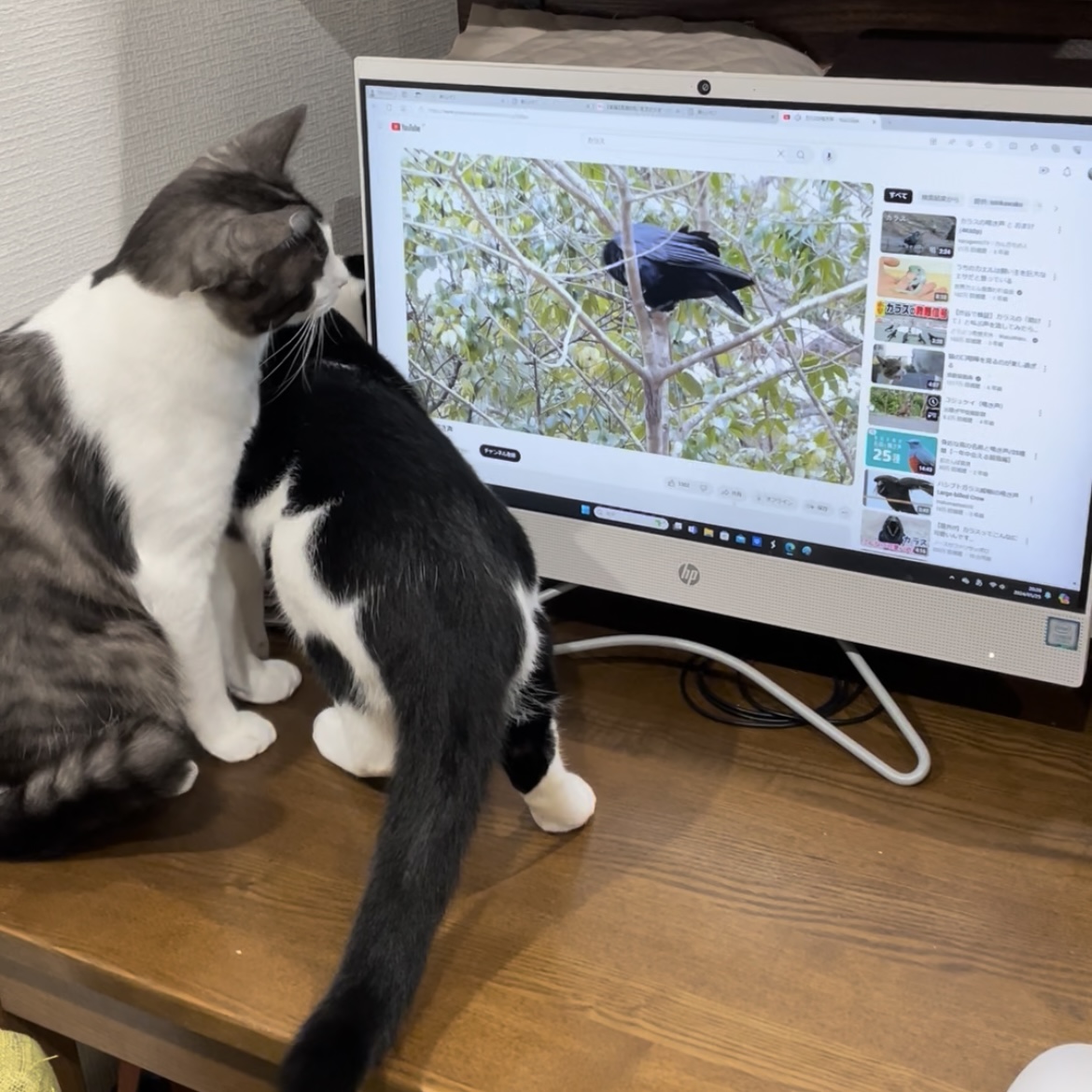 宿敵はカラス