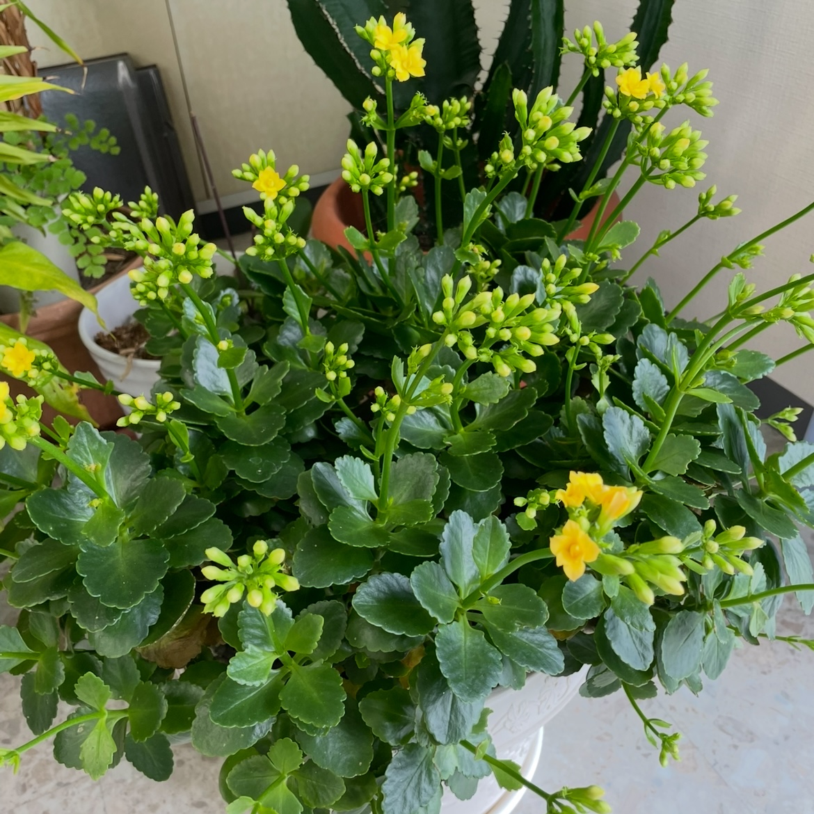 紅弁慶