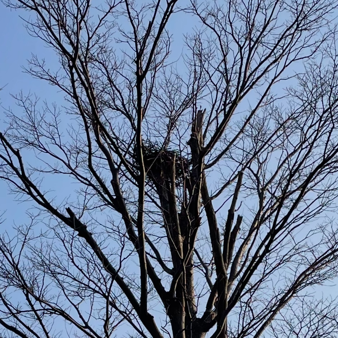 鳥の巣？