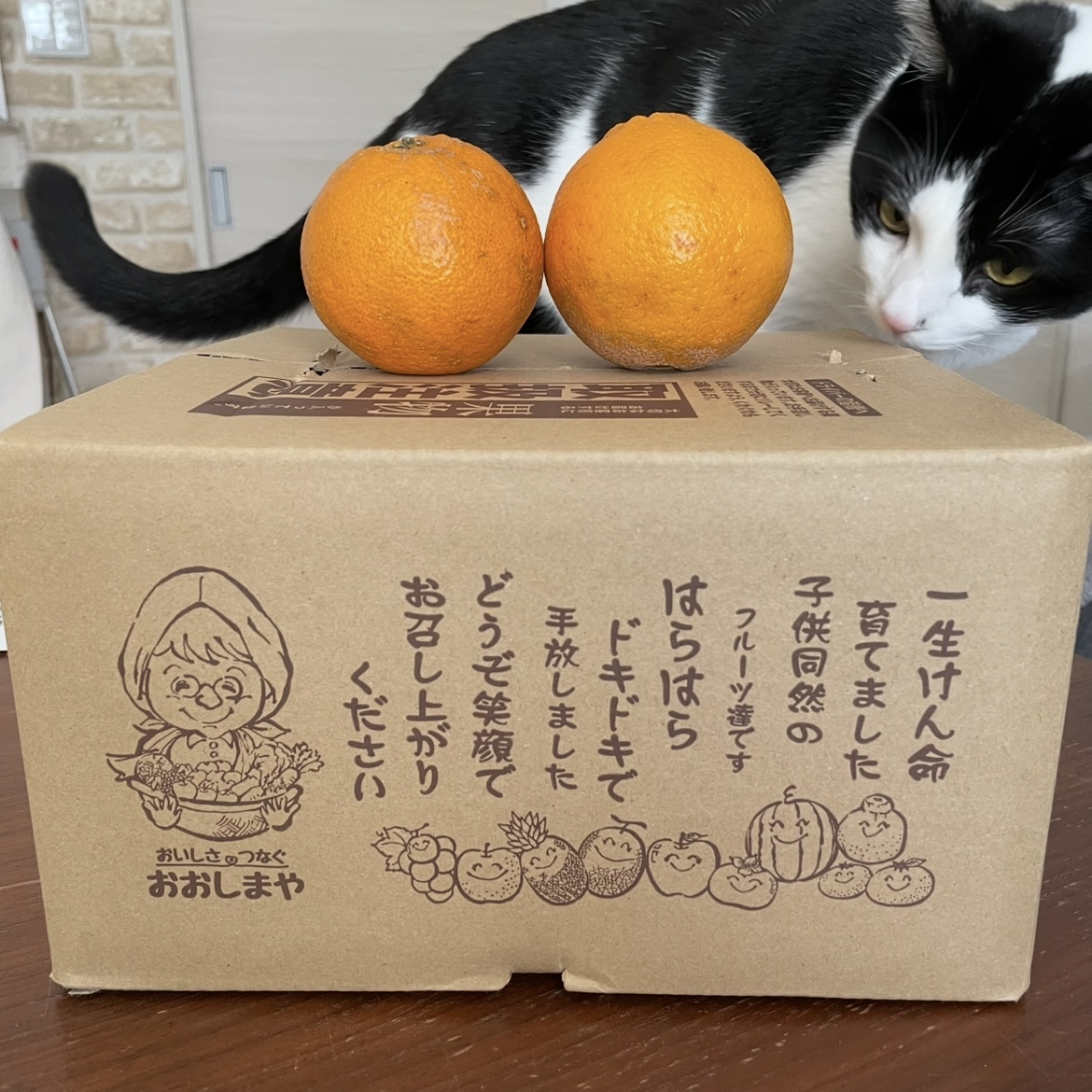 いただいた「おでこちゃん」