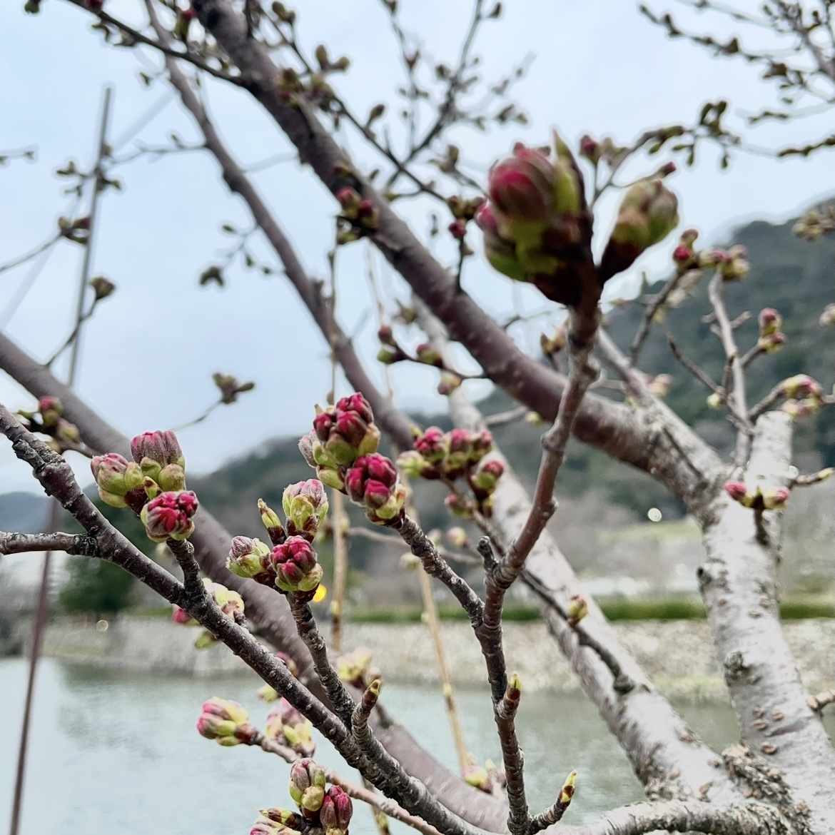 もうすぐです🌸