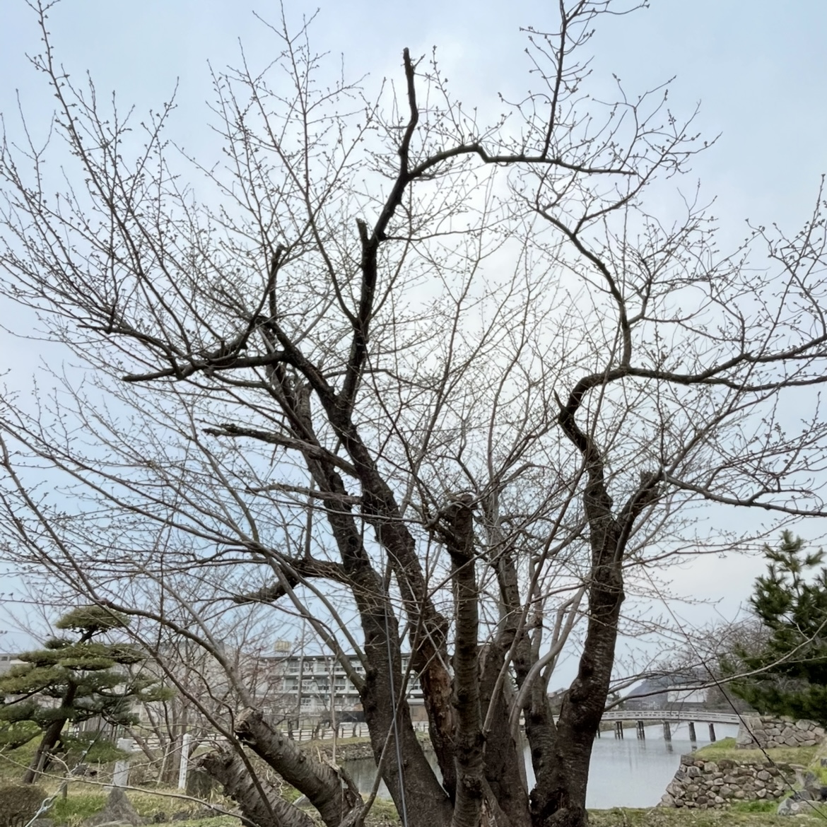 もうすぐです🌸