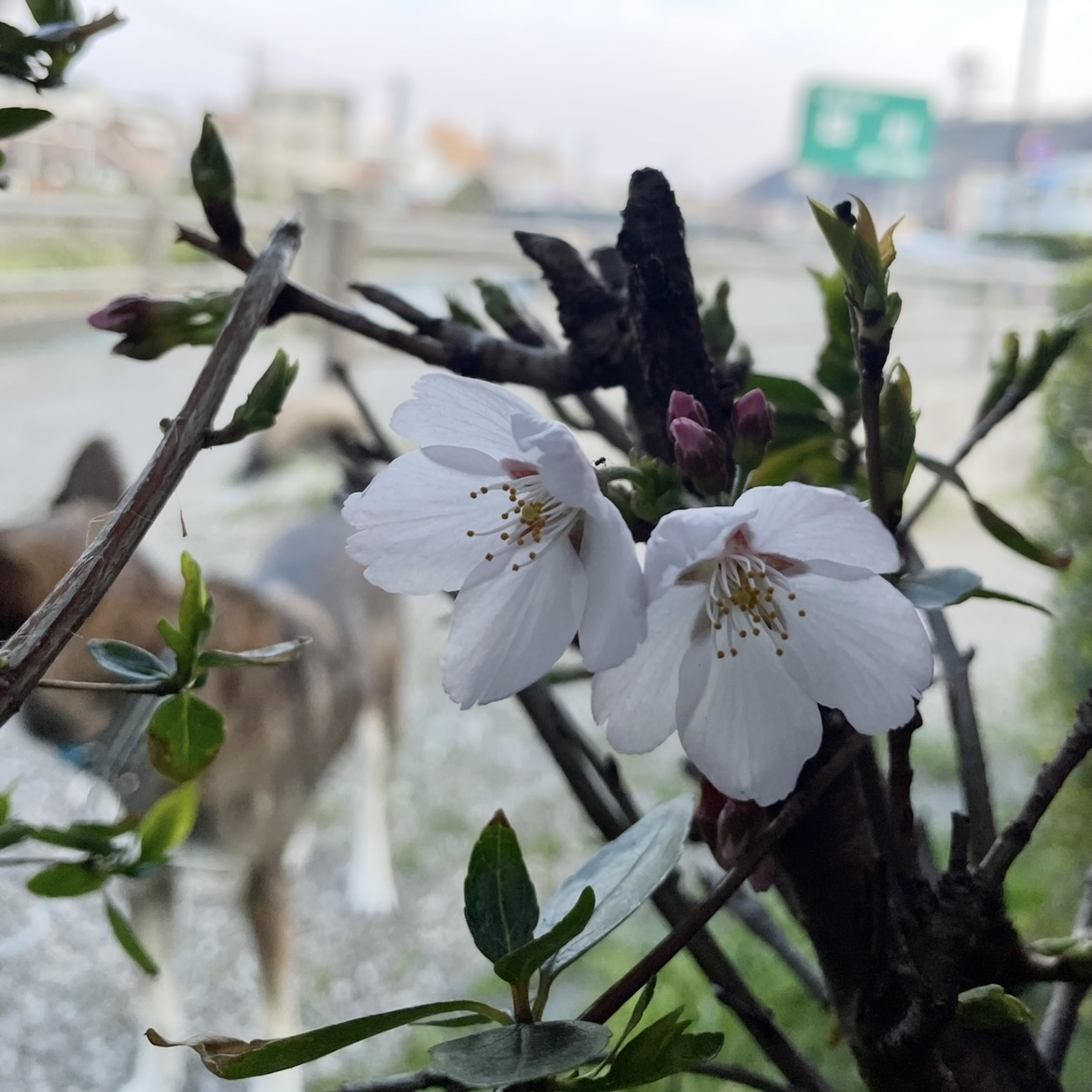 咲いたぁ～🌸