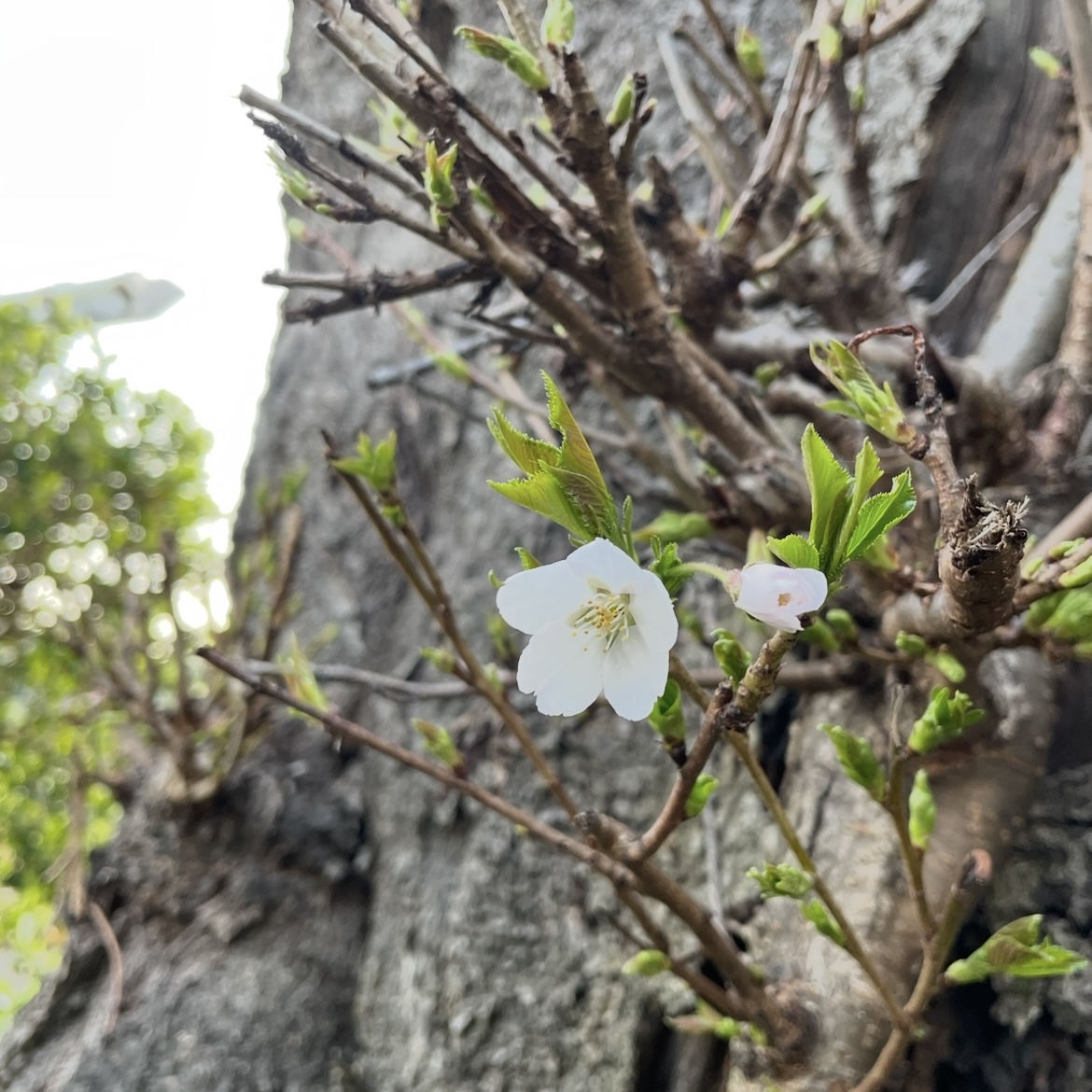 咲いたぁ～🌸