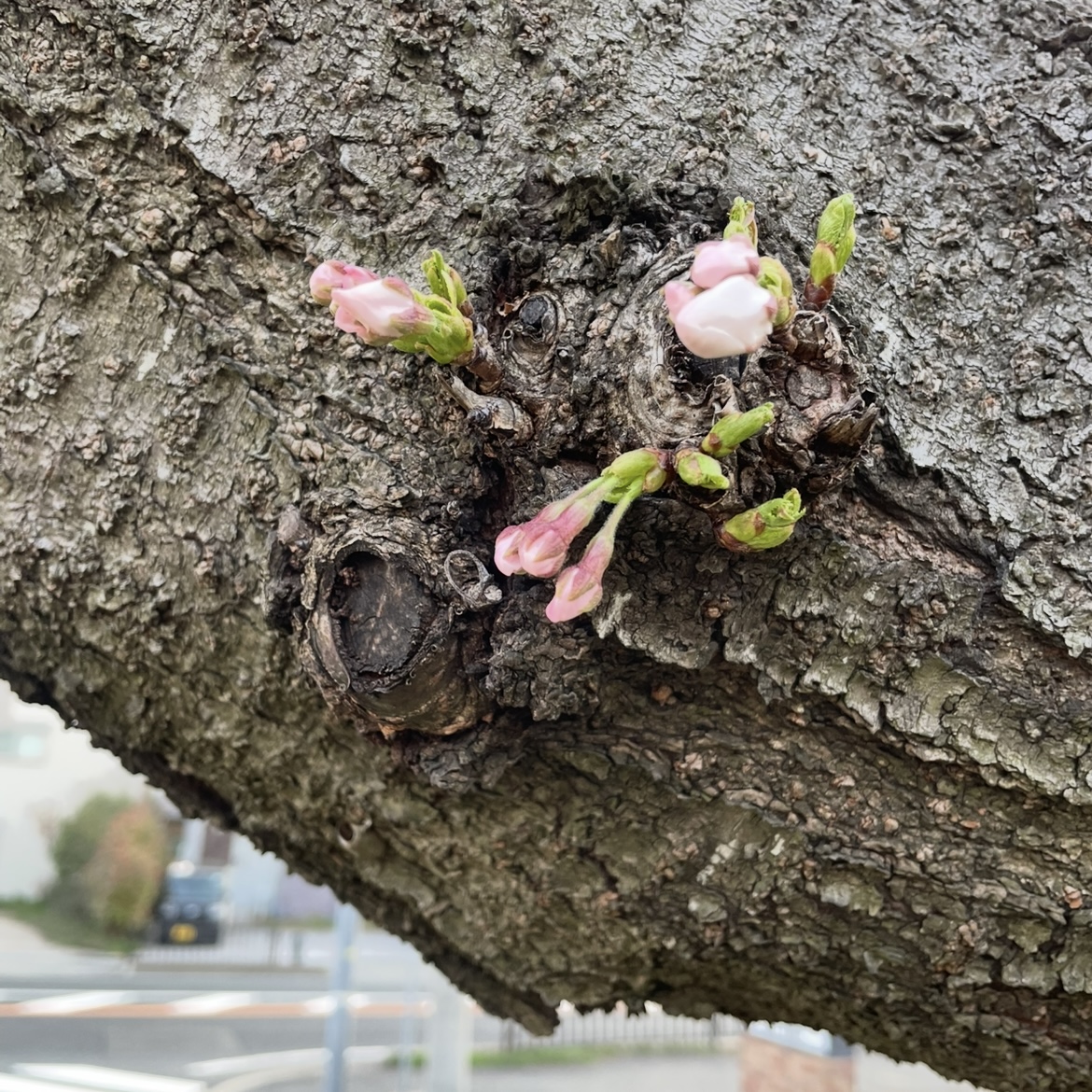 咲いたぁ～🌸