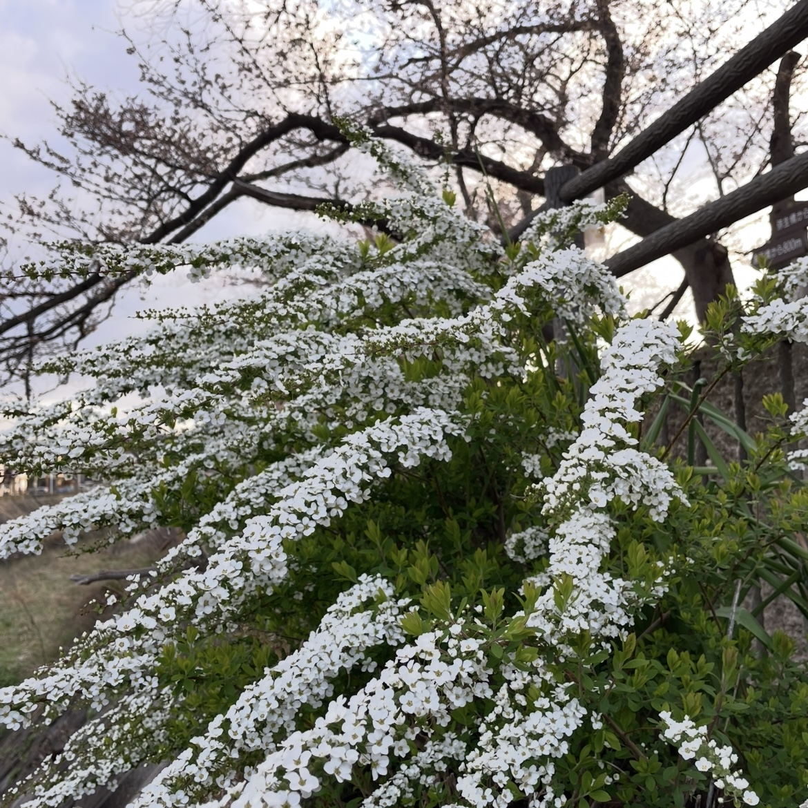 桜だけじゃない