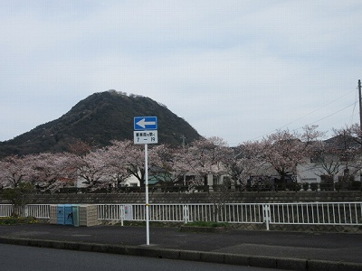 袋川の桜