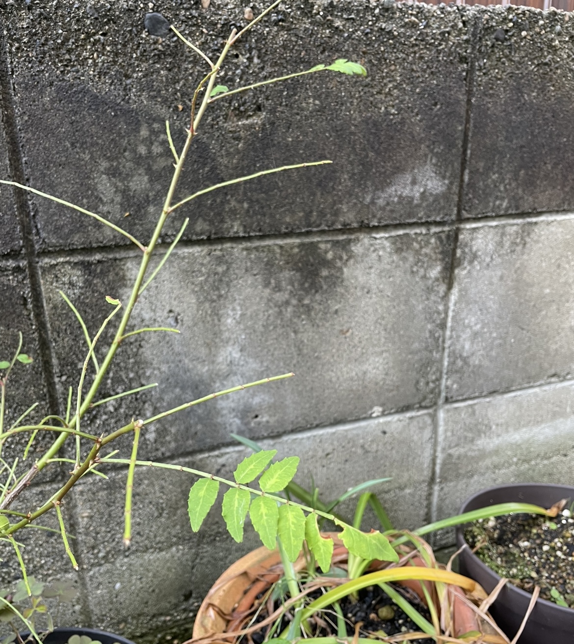 無残…山椒の葉