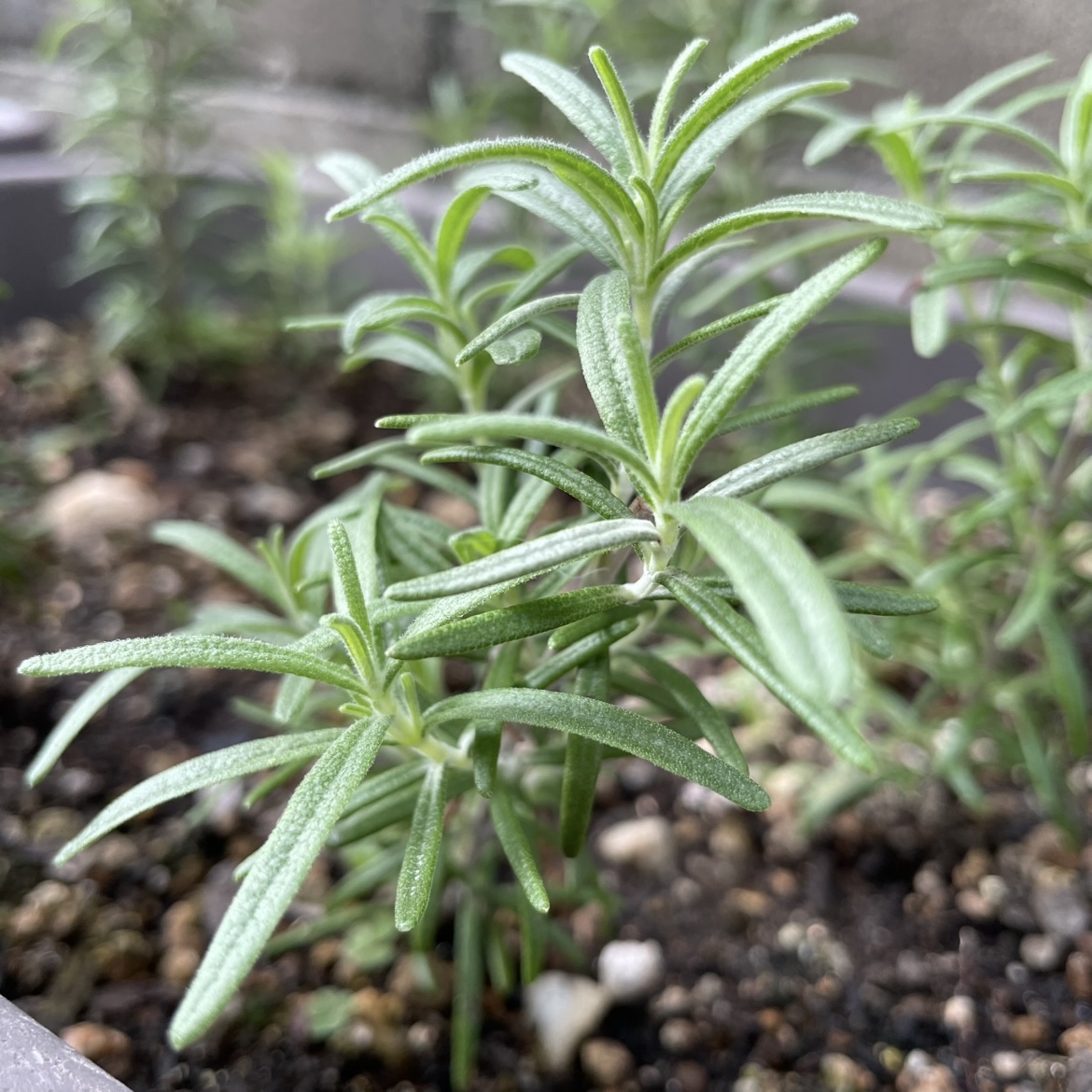 挿し木で増やす