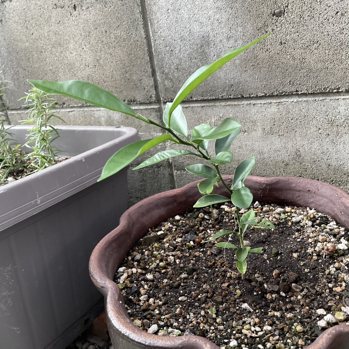 挿し木で増やす