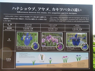あやめ池