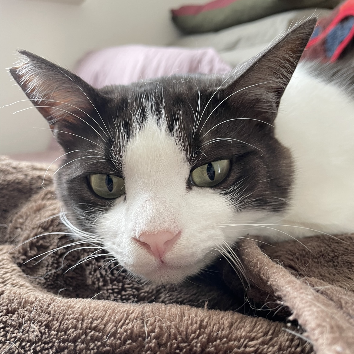 大事気に取っておいても使わない