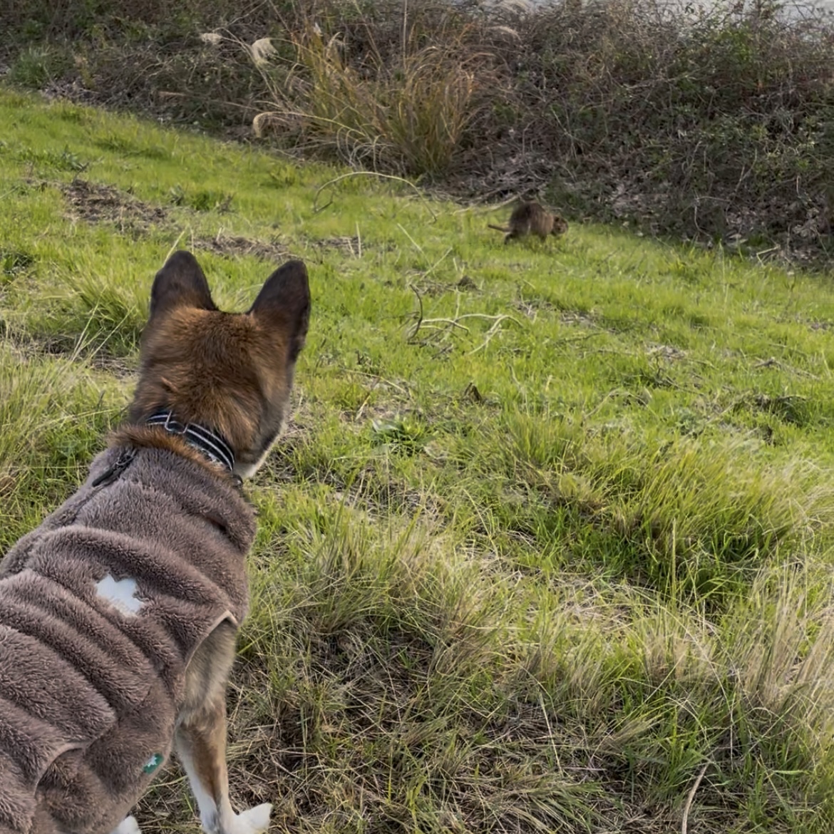 彩雲とヌートリア