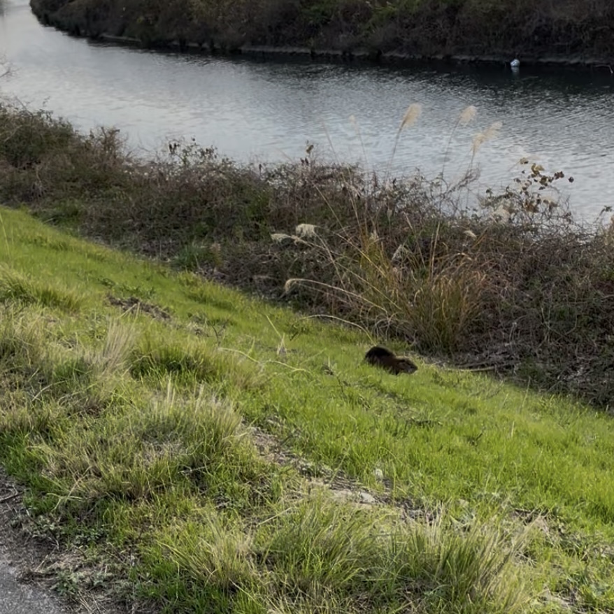 彩雲とヌートリア