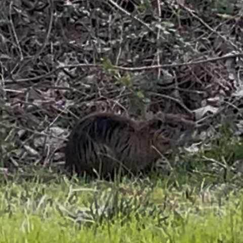 彩雲とヌートリア