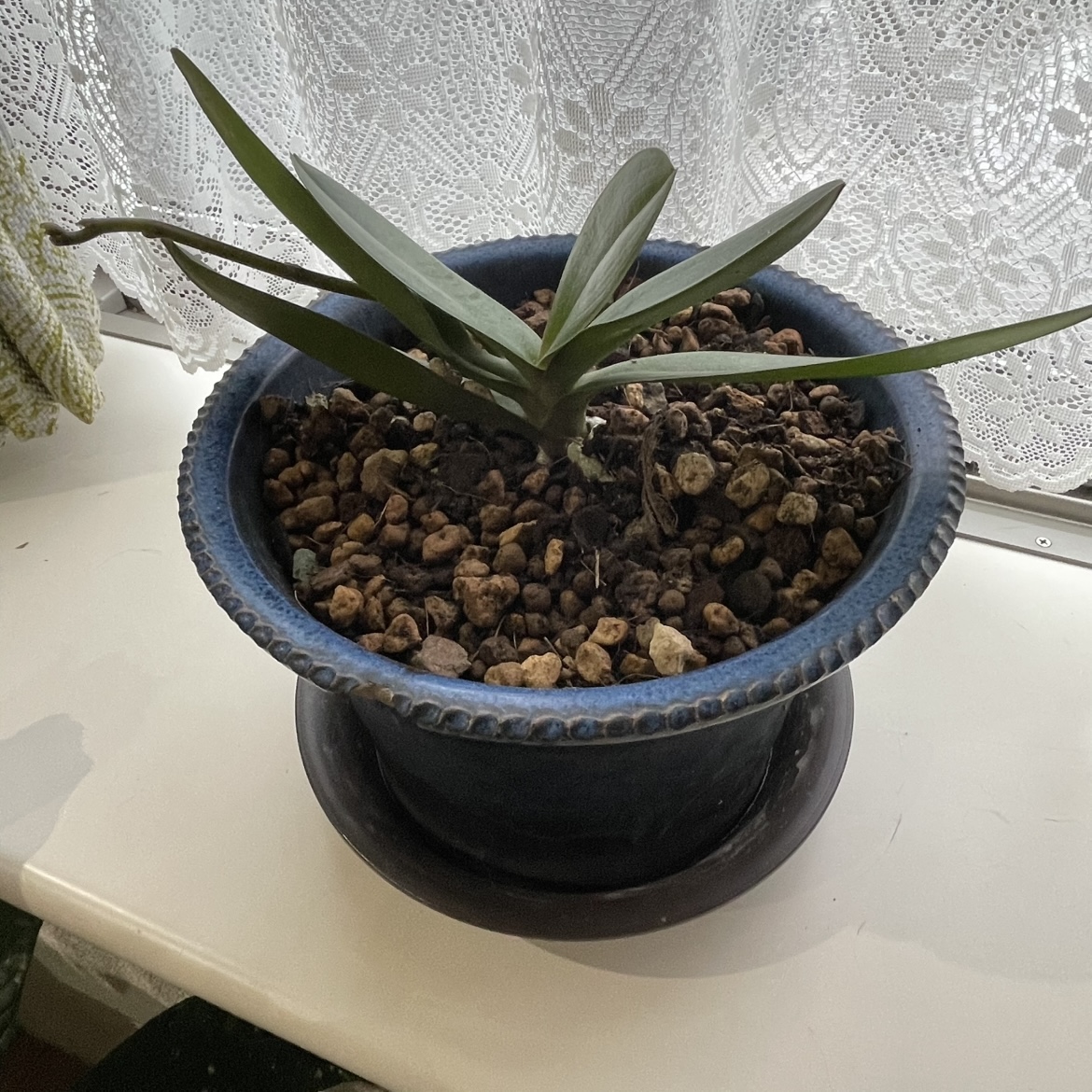 社長の蘭との違い…その後