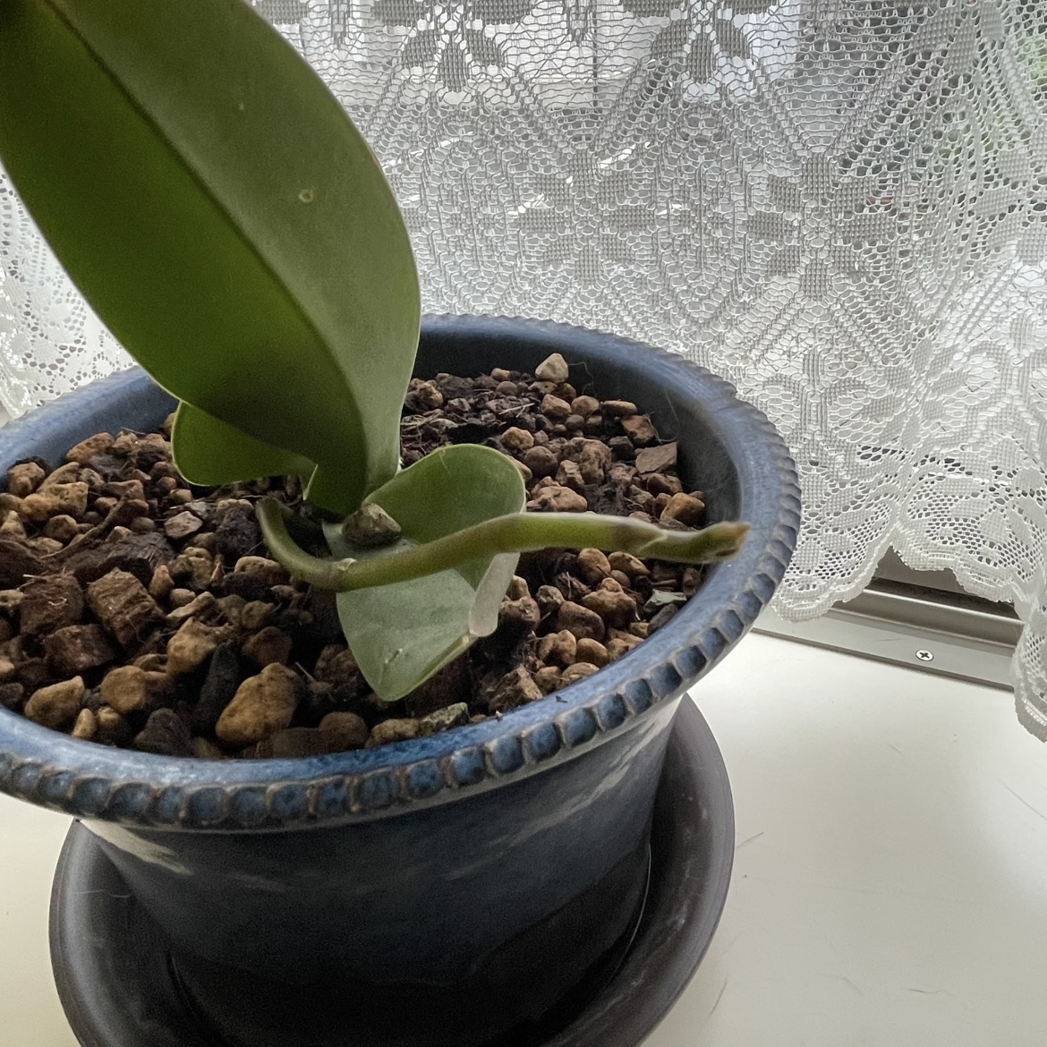 社長の蘭との違い…その後