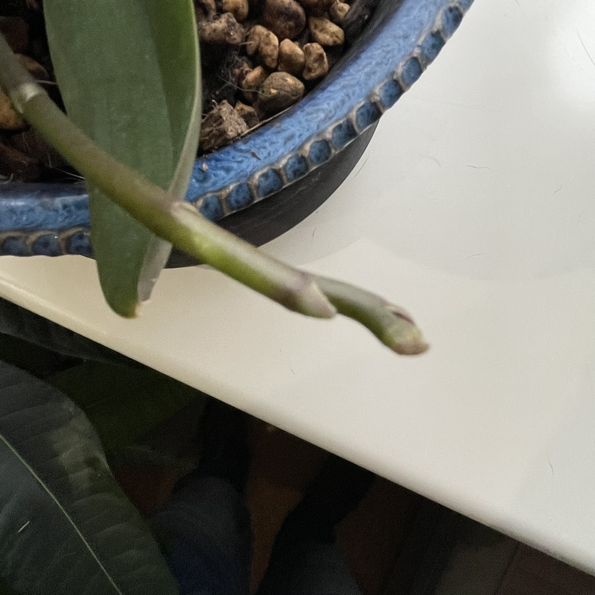 社長の蘭との違い…その後